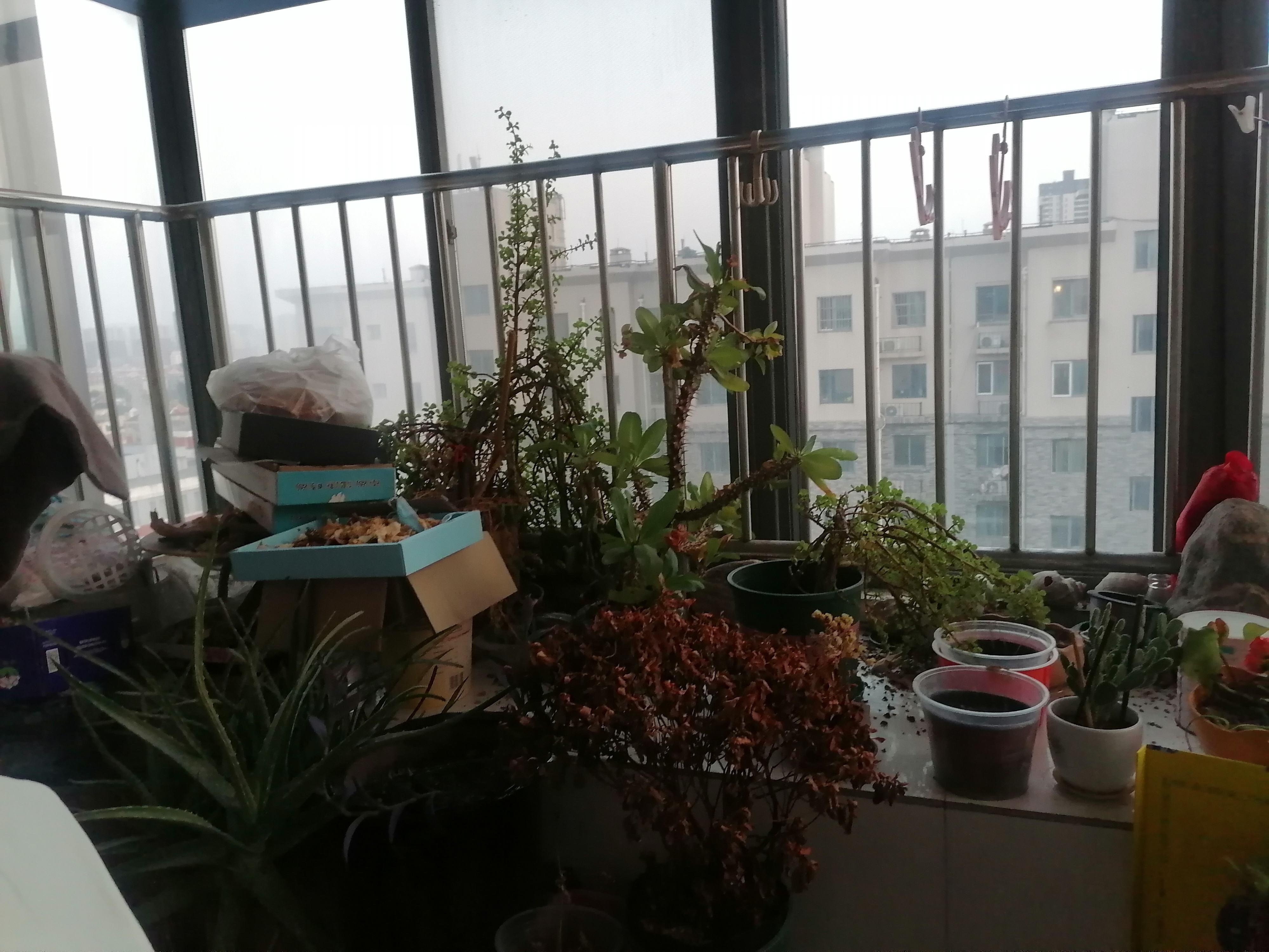 泉城花园