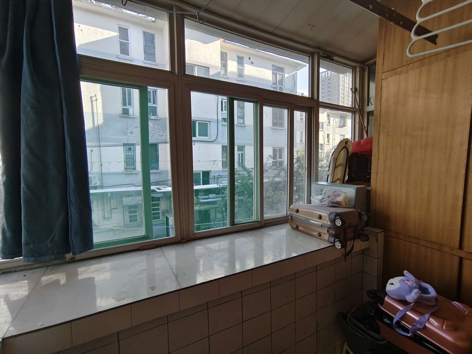 北大槐树51号