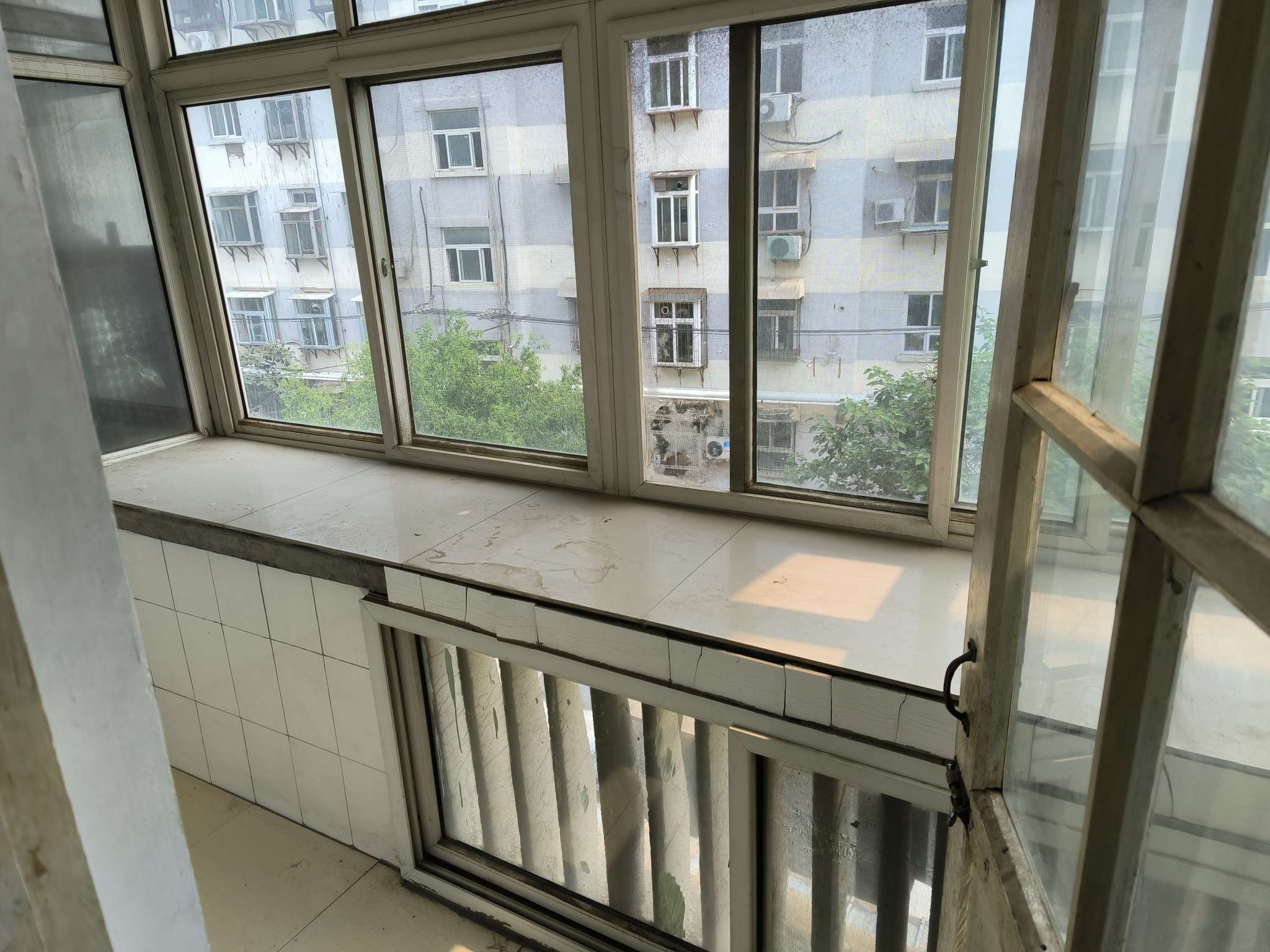 北大槐树51号