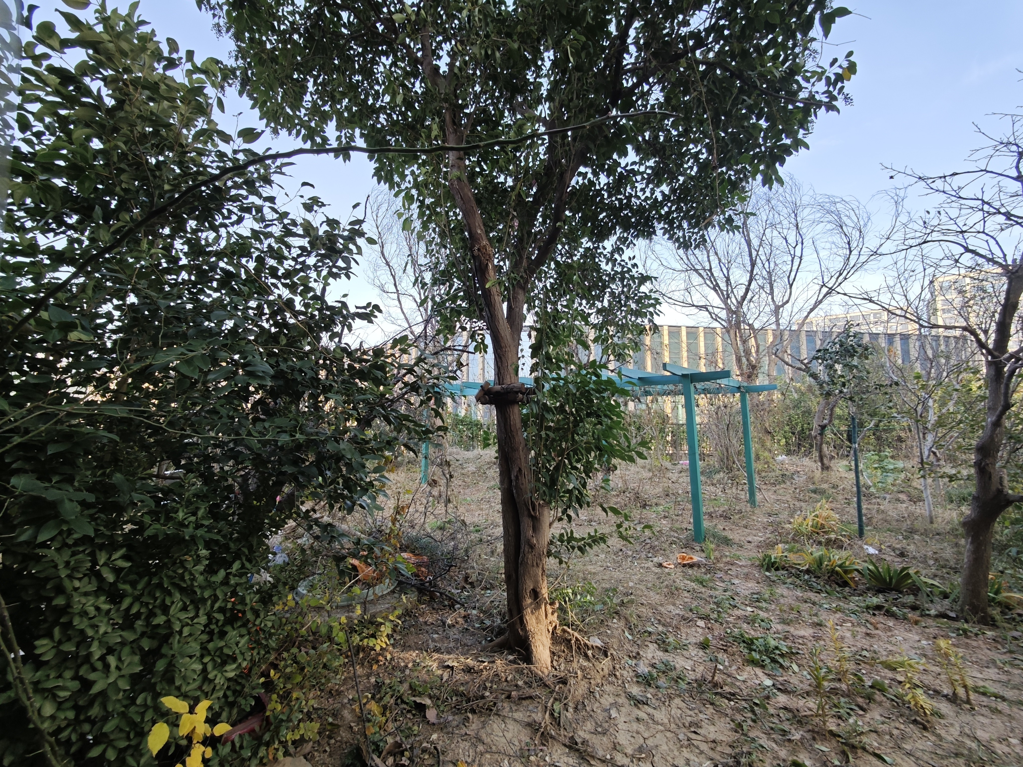 海尔绿城全运村锦兰园